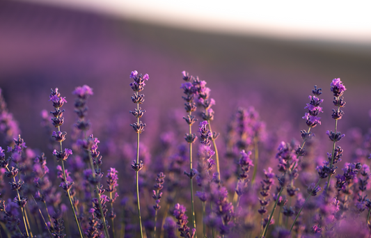 My Love of Lavender - What's Trending at TBB